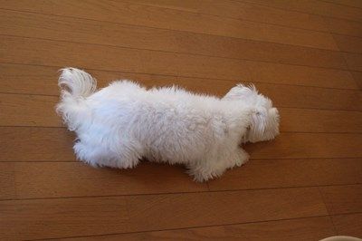 イメージ 5