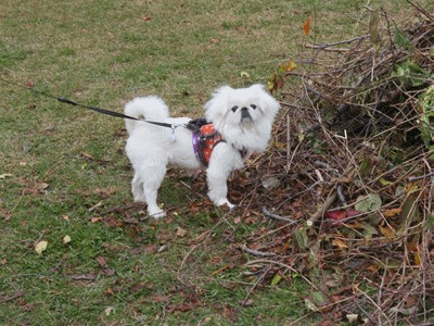 920~941 テルちゃん