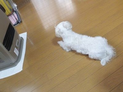 イメージ 5