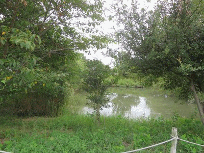 000~001 ビオトープ