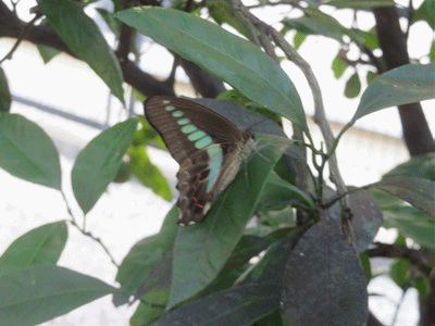 493~499 アオスジアゲハ