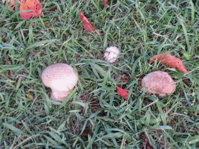 333~337 オニフスベ