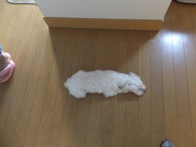 イメージ 9