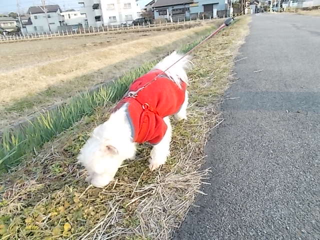 イメージ 12
