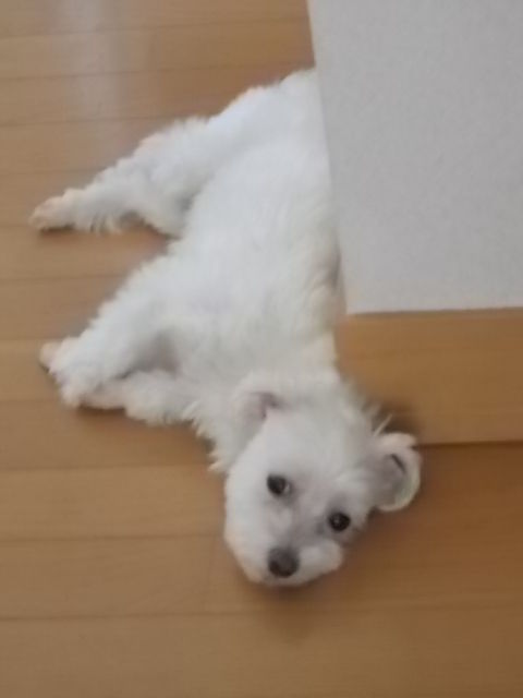 イメージ 4