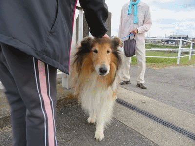 のら猫捕獲作戦 続行中 トマトシチュー オクラのめんつゆ漬け きららきらら のら猫捕獲作戦 続行中 トマトシチュー オクラのめんつゆ漬け きららきらら
