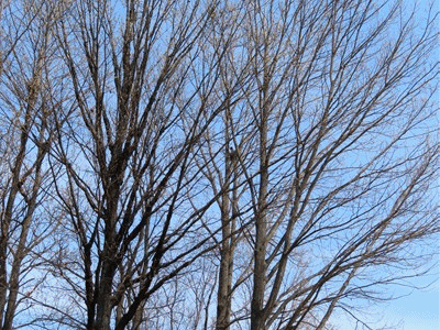 609~613 カラス在宅