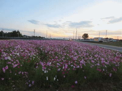 石油ファンヒーターが臭い 味噌おでん 豚肉とアスパラのオイスターソース炒め きららきらら
