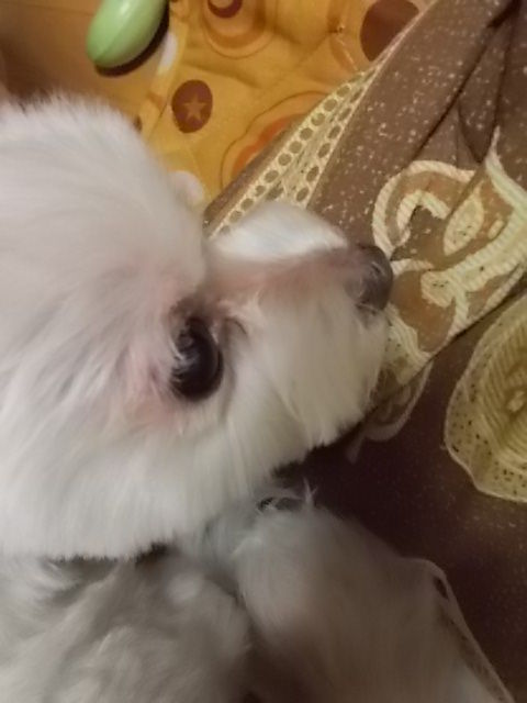イメージ 5