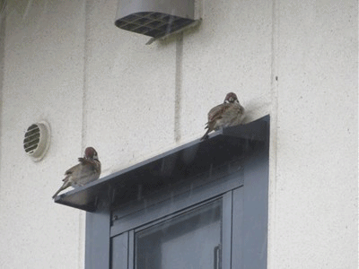 305~325 2羽のスズメ 雨宿り