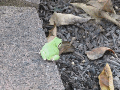 8032~ 2匹のカエル