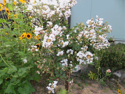 年08月13日 きららきらら