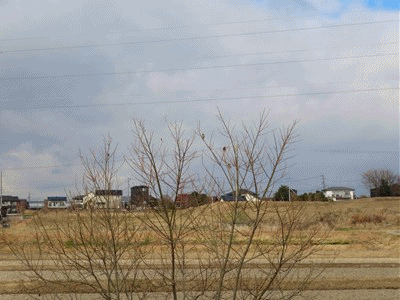 768~787 カワラヒワ