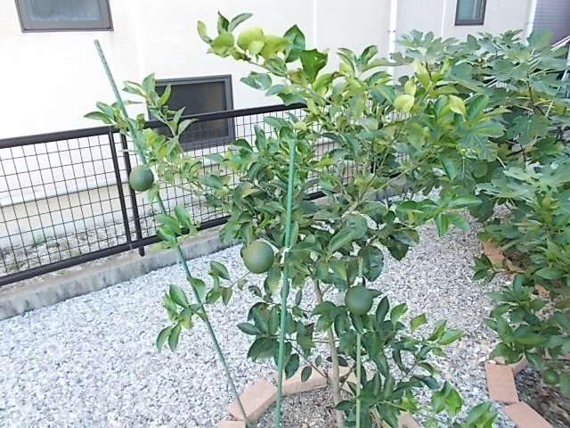 イメージ 3