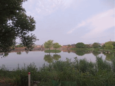 599~601 7羽のシラサギ