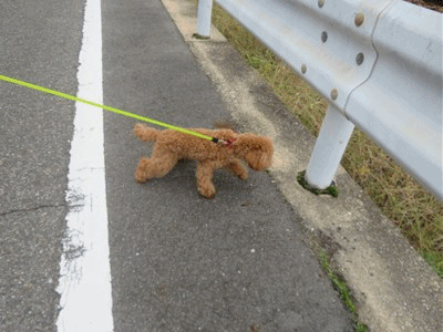 1040~1045 トイプー 8ｶ月