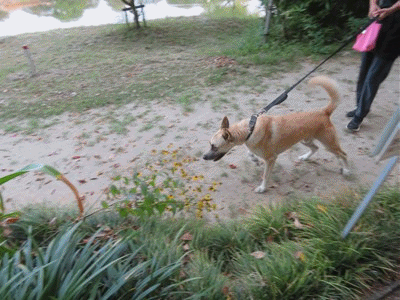 439~454 まるちゃん 6才