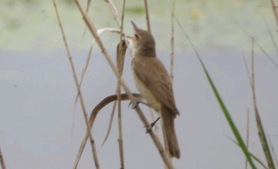 008~010 鳴いている
