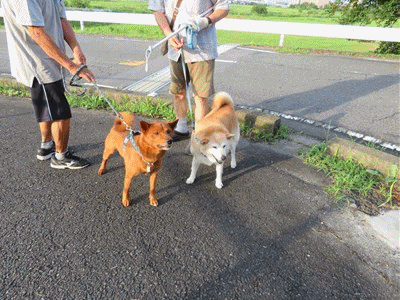 コロナ感染者また最多更新と美濃柴犬 豚肉とナスのつゆたれ炒め モズク酢 きららきらら コロナ感染者また最多更新と美濃柴犬 豚肉とナスのつゆたれ炒め モズク酢 きららきらら