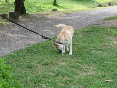 290~291 マルちゃん