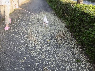 イメージ 7