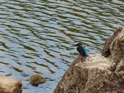 349~365 イタチ.カワセミ