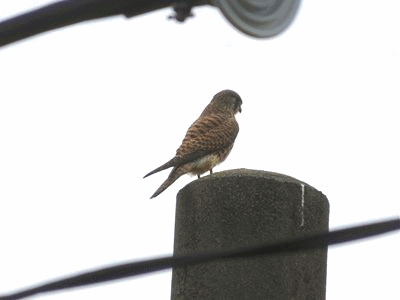 150~170 チョウゲンボウ