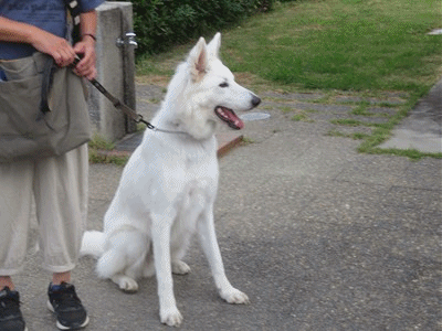 591~602 ライカ 1才 男の子