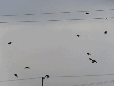 606~617 カワラヒワ