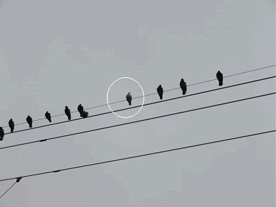 450 四年前の白い鳩