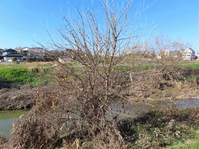 836~841 キカラスウリ 黄烏瓜