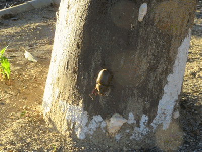 761~771 カブトムシ