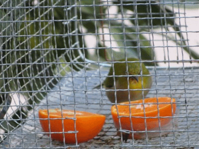 河津桜とメジロ 中華風野菜炒め アボカド竹輪 きららきらら