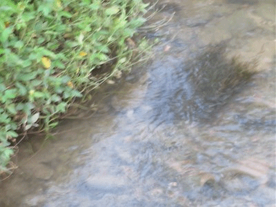 960~962  スッポン