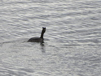 775~786 カンムリカイツブリ