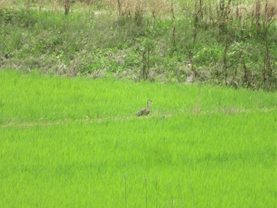251~262 1羽で飛んで来たアオサギ