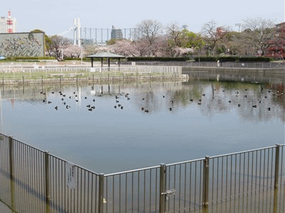877~884 キンクロハジロ?