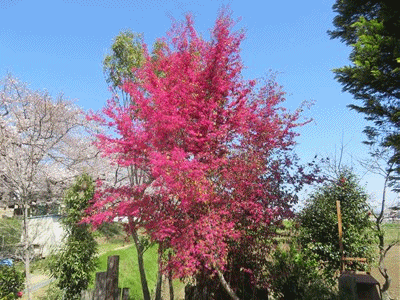 075~076 ベニバナトキワマンサク