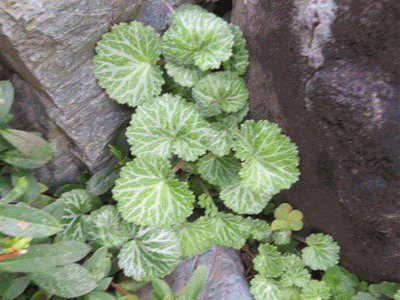 042~047 ベゴニア?