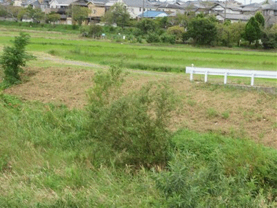 163~202 スズメの木