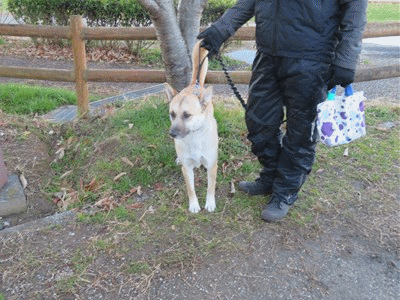 3008~3017 まるちゃん 4才