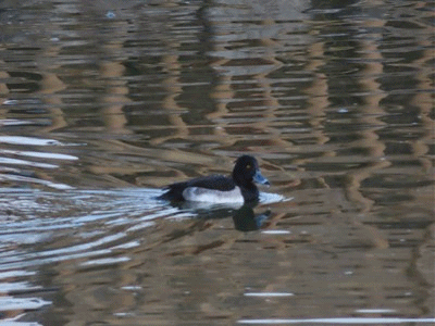 200~240 キンクロハジロ