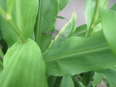 277~279 マドガガンボ