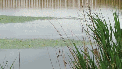 021~022 オオヨシキリ