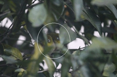 庭のみかんの木にメジロが カニ鍋 きららきらら 庭のみかんの木にメジロが カニ鍋 きららきらら