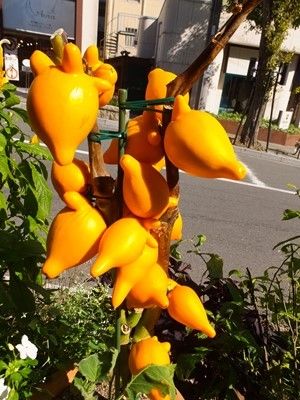 イメージ 12