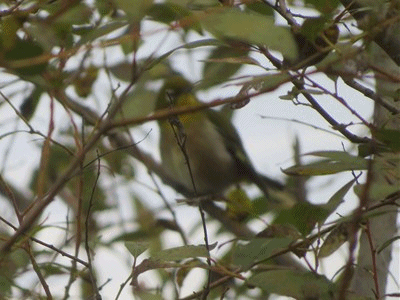 745~759 メジロかな