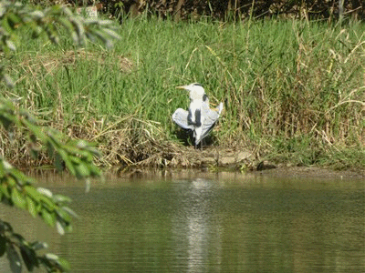 1026~1034 アオサギ