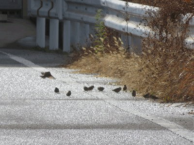 真っ黒な雲 ブロッコリーの芯の肉巻き モズクのかき揚げ きららきらら 真っ黒な雲 ブロッコリーの芯の肉巻き モズクのかき揚げ きららきらら