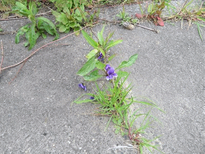簡単フローズンヨーグルト 具沢山うどん きららきらら